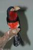 Lybius dubius - Bearded Barbet