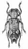 Pterolophia pseudocaudata