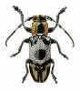 Callimetopus illecebrosus