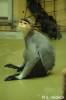 Pygathrix nemaeus - langur duk