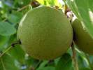 Juglans nigra - ořešák černý