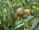 Juglans nigra - ořešák černý