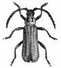 Erythrus championi
