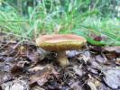 60144 - Aureoboletus moravicus