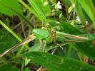 Decticus verrucivorus verrucivorus