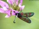 Zygaena lavandulae