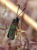 Zygaena lavandulae
