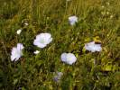 Linum hirsutum - len chlupatý