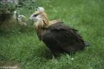 Haliaeetus leucoryphus