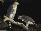 Spizaetus ornatus