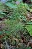 Equisetum pratense - přeslička luční