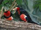 Lybius dubius - Bearded Barbet