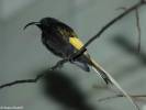Drepanorhynchus reichenowi
