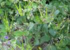 Erodium botrys - pumpava zobanitá