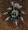Brachypelma emilia - sklípkan Emiliin