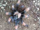 Brachypelma emilia - sklípkan Emiliin