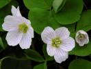 Oxalis acetosella - šťavel kyselý