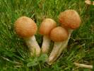 Armillaria gallica - václavka hlíznatá