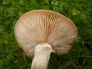 Armillaria gallica - václavka hlíznatá