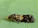 Cymolomia hartigiana