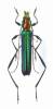 Litomeces glabricollis sphinx