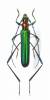 Litomeces glabricollis sphinx