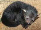 Arctictis binturong - binturong