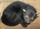 Arctictis binturong - Binturong