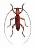 Pelossus ruber