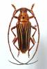 Oxymerus aculeatus lebasi