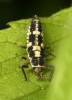 Propylea quatuordecimpunctata