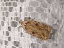 Agonopterix arenella - Brindled Flat-body