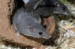 Acomys cahirinus cahirinus - bodlinatka tmavá