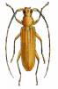 Noserius tibialis