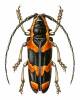 Tragocephala castnia castnia