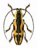 Tragocephala mniszechii