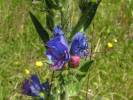 Echium vulgare - hadinec obecný