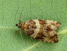 Celypha cespitana
