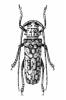 Stenophryneta variegata