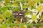 Alopecosa pinetorum