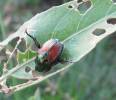 Popillia japonica - listokaz japonský