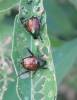 Popillia japonica - listokaz japonský