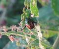Popillia japonica - listokaz japonský