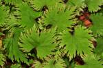Begonia lyallii