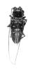 Sternotomis centralis