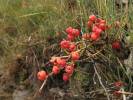 Ephedra helvetica