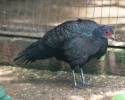 Polyplectron germaini - bažant bělolící