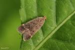Anacampsis timidella