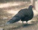 Polyplectron germaini - bažant bělolící