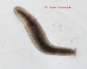 Crenobia alpina - ploštěnka horská
